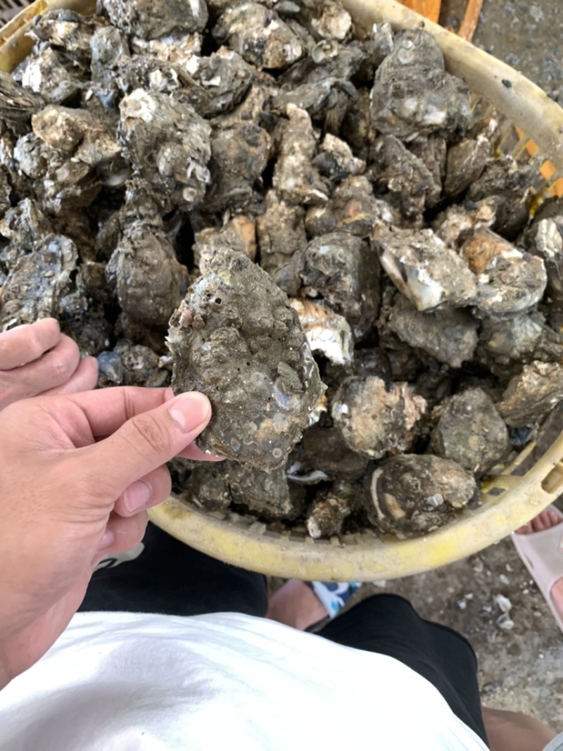广东生蚝精品生蚝蚝场供应一件代发量大从优烧烤餐饮批