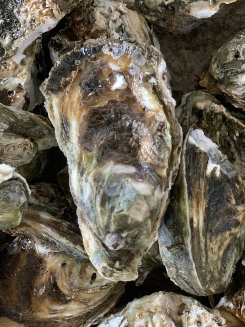 广东生蚝精品生蚝蚝场供应一件代发量大从优烧烤餐饮批