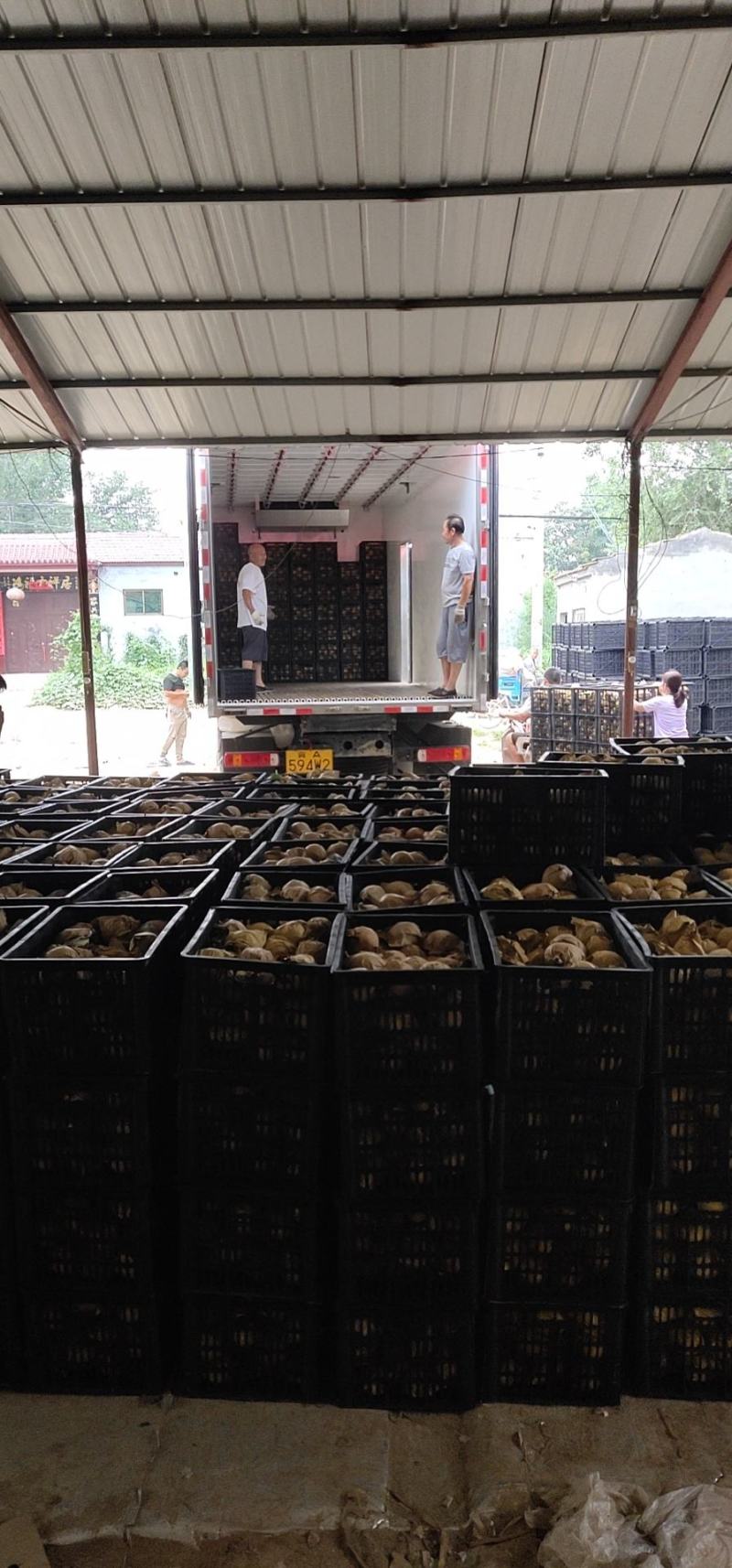 金磊果品站大量供应皇冠梨纸袋250~350g梨小二