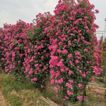 【有好货】月季花柱花色规格齐全常年供应全国发货