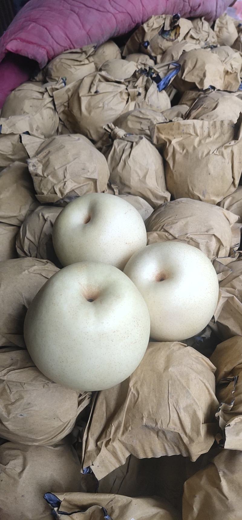 金磊果品站大量供应皇冠梨纸袋250~350g梨小二