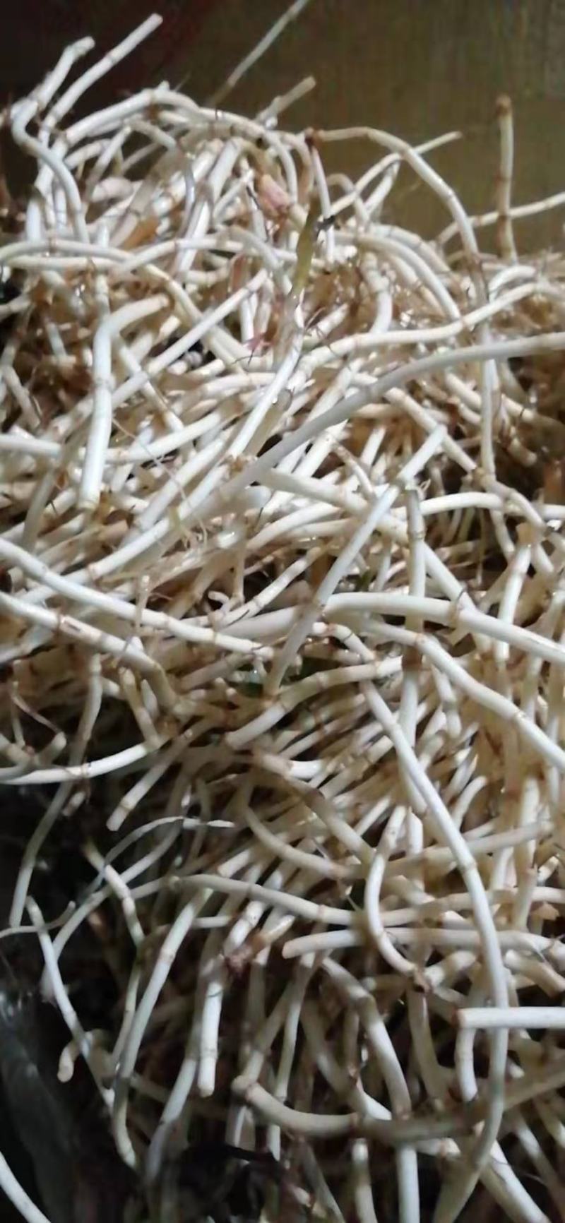 折耳根