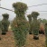 【优选】月季花瓶花色规格齐全苗圃直供量大优惠