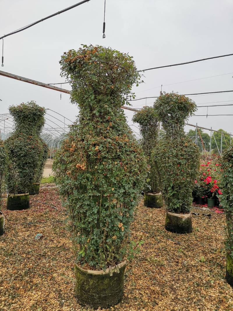 【优选】月季花瓶花色规格齐全苗圃直供量大优惠