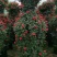 【优选】月季花瓶花色规格齐全苗圃直供量大优惠