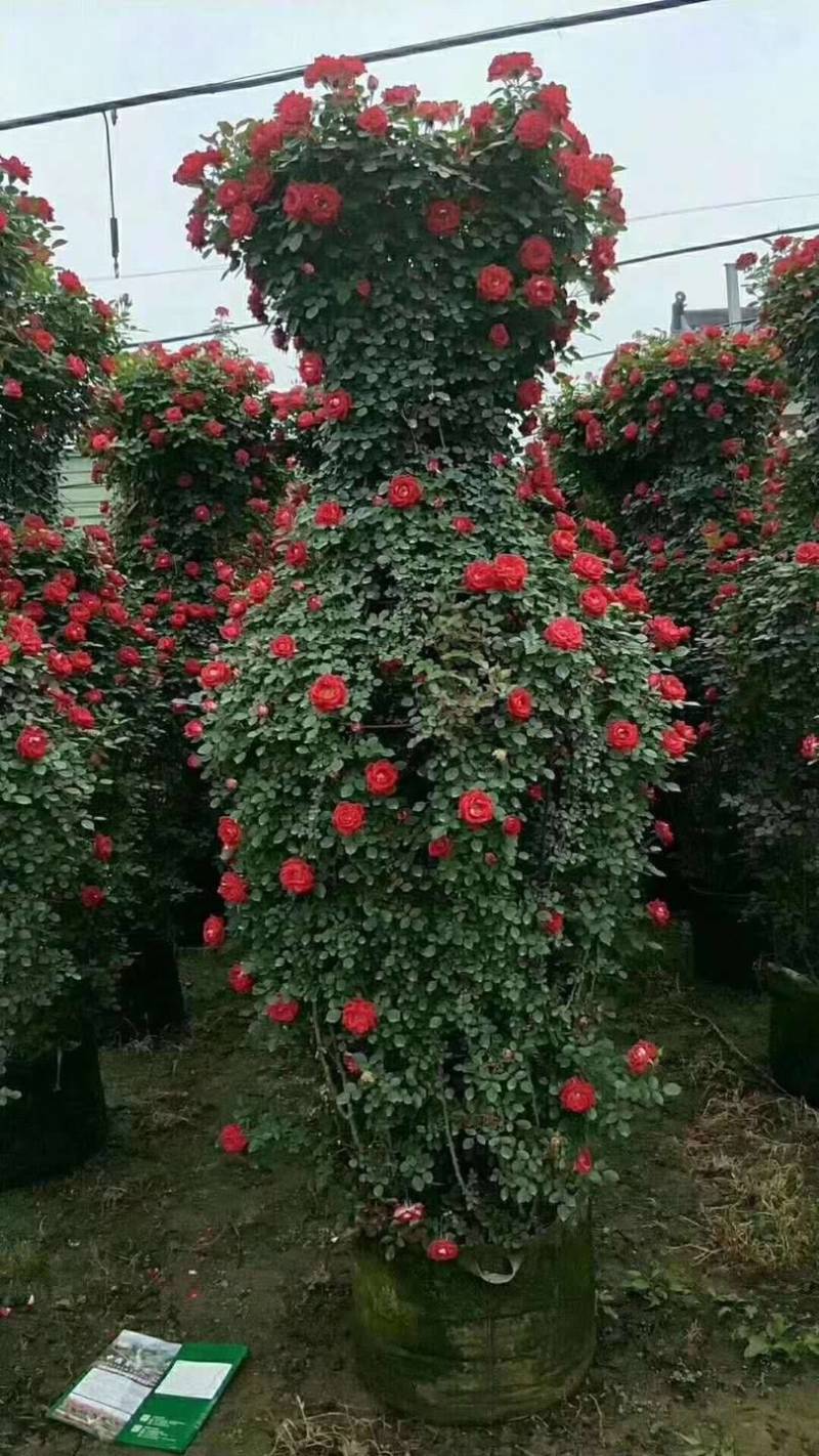【优选】月季花瓶花色规格齐全苗圃直供量大优惠