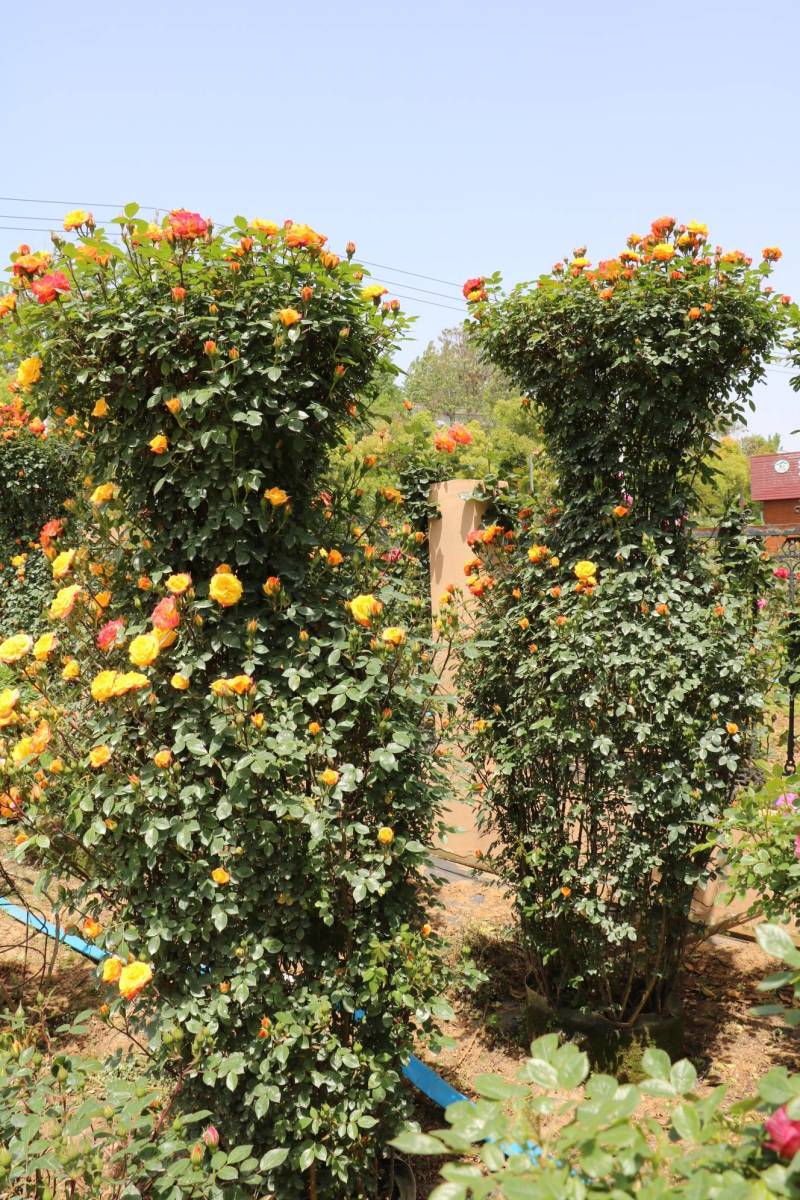 【优选】月季花瓶花色规格齐全苗圃直供量大优惠