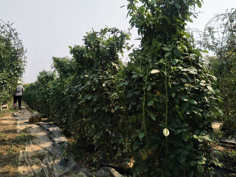 【优选】月季花瓶花色规格齐全苗圃直供量大优惠