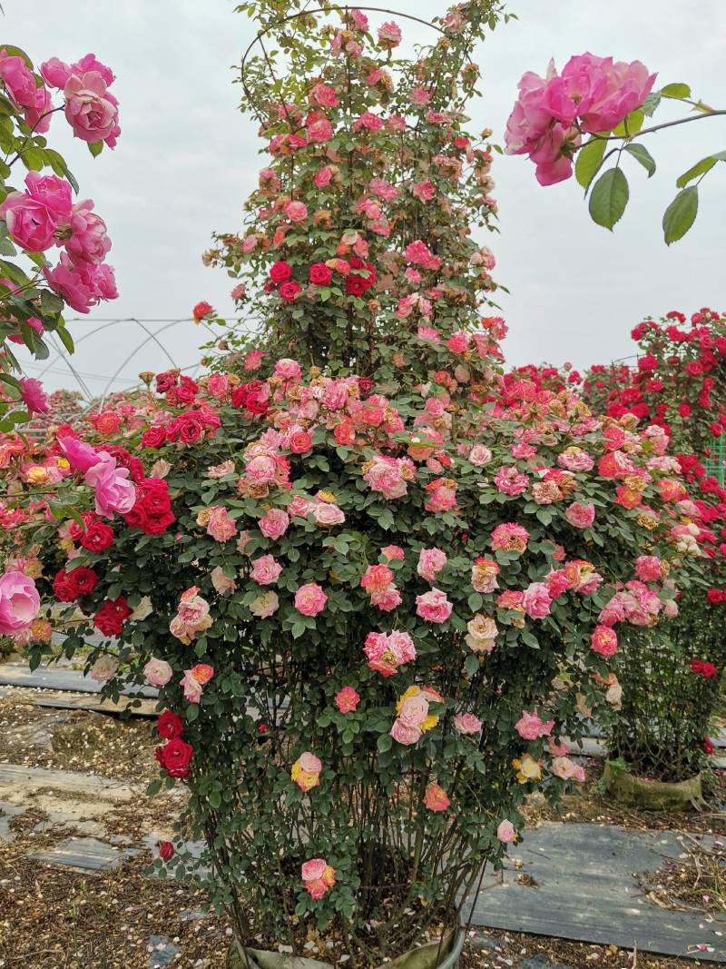 【优选】月季花瓶花色规格齐全苗圃直供量大优惠