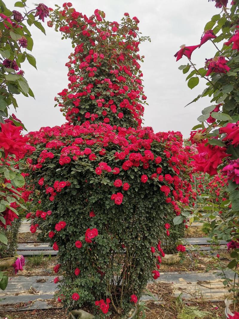 【优选】月季花瓶花色规格齐全苗圃直供量大优惠