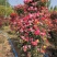 【优选】月季花瓶花色规格齐全苗圃直供量大优惠