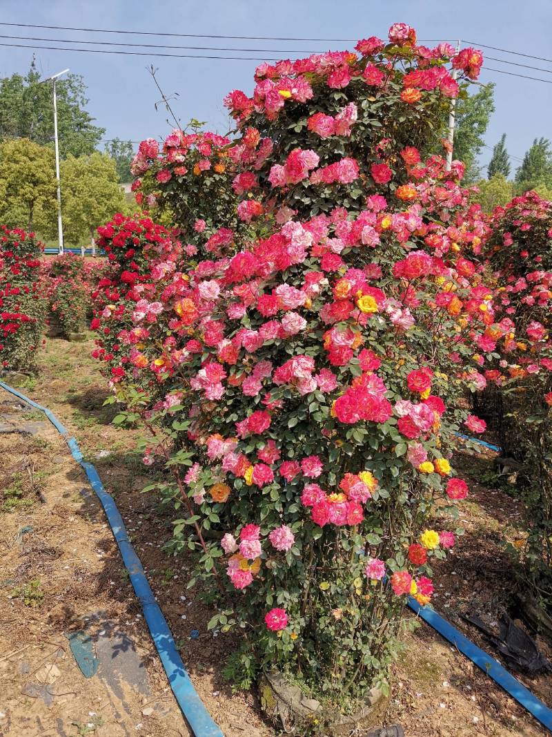 【优选】月季花瓶花色规格齐全苗圃直供量大优惠