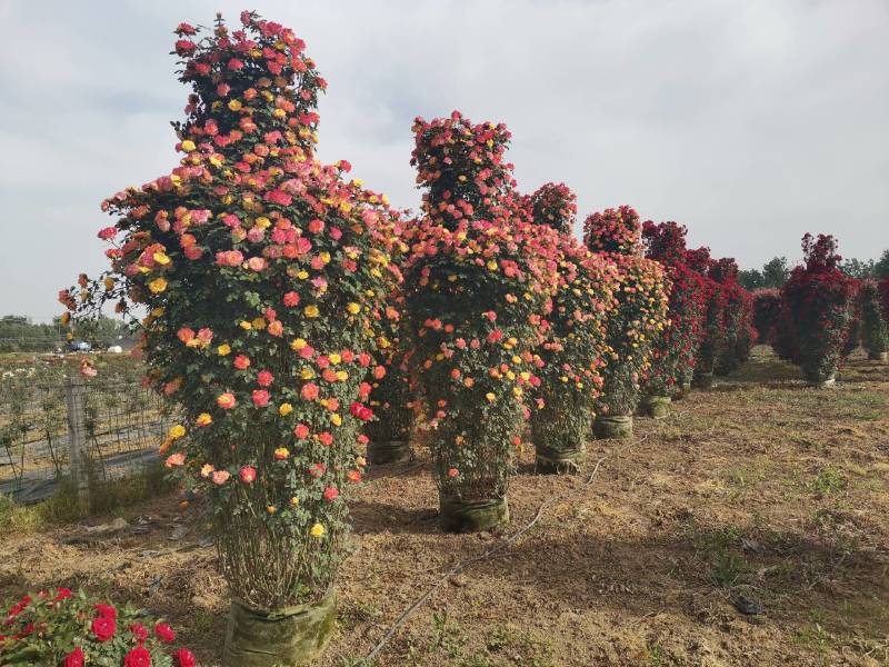 【优选】月季花瓶花色规格齐全苗圃直供量大优惠