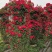 【优选】月季花瓶花色规格齐全苗圃直供量大优惠