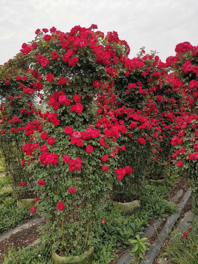 【优选】月季花瓶花色规格齐全苗圃直供量大优惠