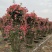 【优选】月季花瓶花色规格齐全苗圃直供量大优惠