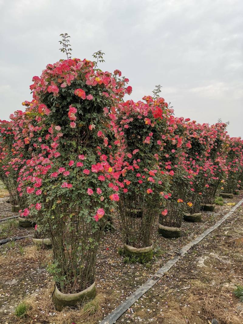【优选】月季花瓶花色规格齐全苗圃直供量大优惠