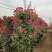 【优选】月季花瓶花色规格齐全苗圃直供量大优惠
