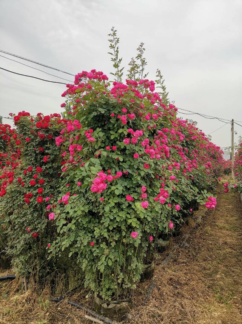 【优选】月季花瓶花色规格齐全苗圃直供量大优惠