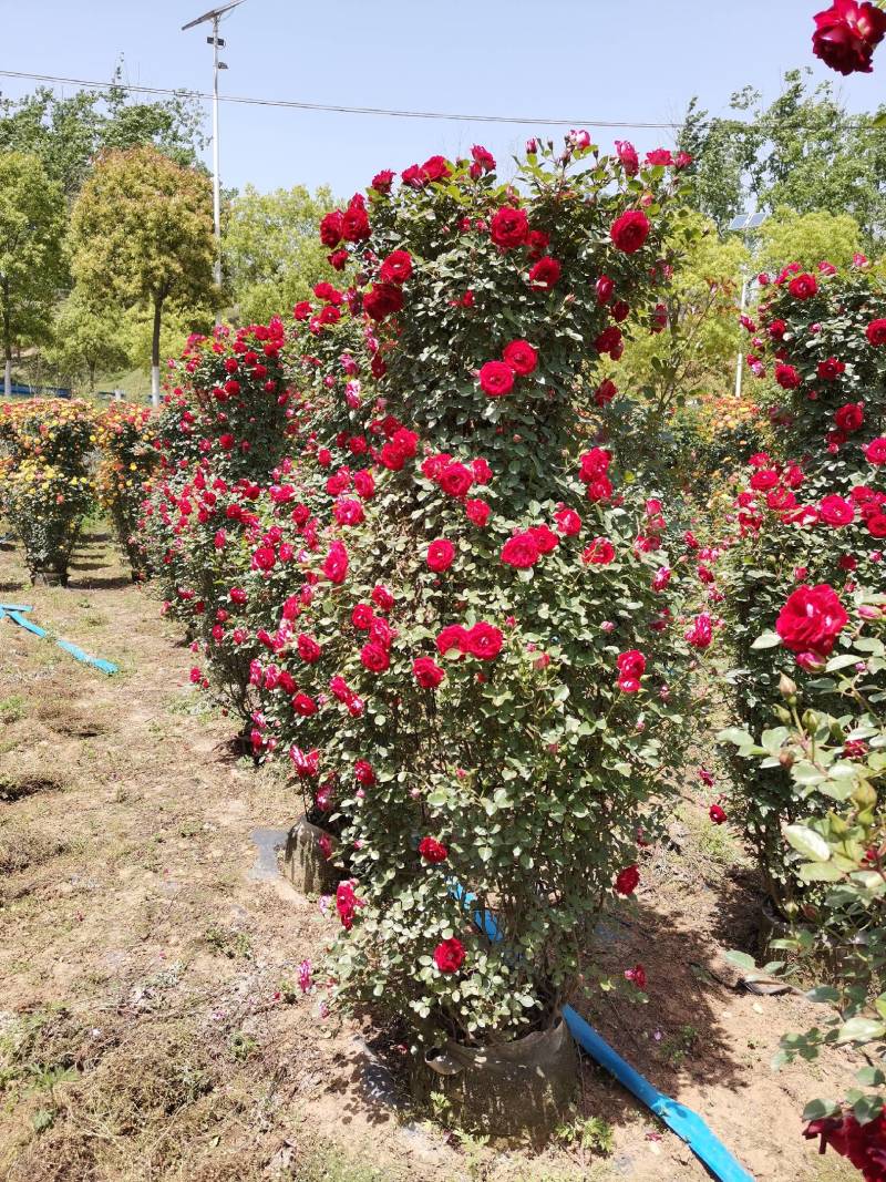 【优选】月季花瓶花色规格齐全苗圃直供量大优惠