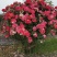 月季花球苗圃常年供应不同规格和花色月季花球量大价优