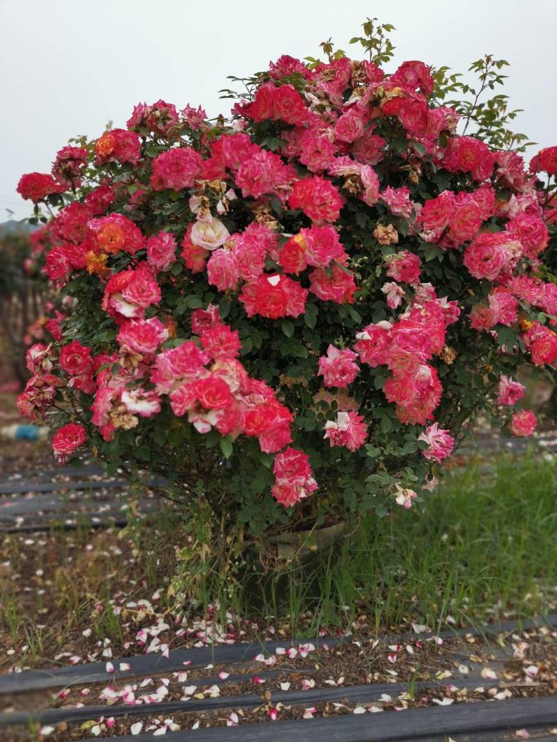 月季花球苗圃常年供应不同规格和花色月季花球量大价优
