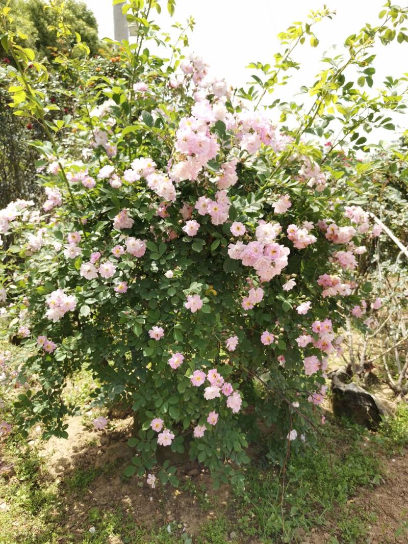 月季花球苗圃常年供应不同规格和花色月季花球量大价优