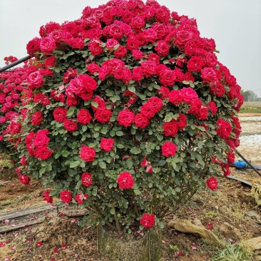 月季花球苗圃常年供应不同规格和花色月季花球量大价优