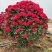 月季花球苗圃常年供应不同规格和花色月季花球量大价优