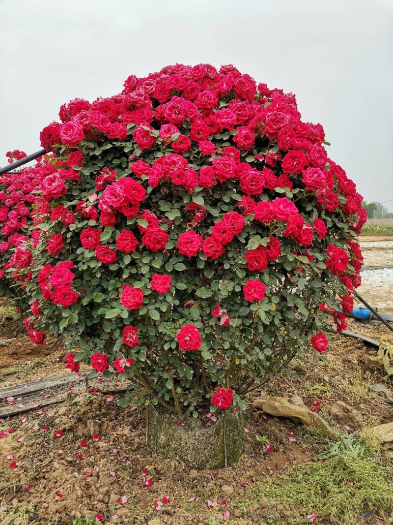 月季花球苗圃常年供应不同规格和花色月季花球量大价优