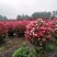 月季花球苗圃常年供应不同规格和花色月季花球量大价优