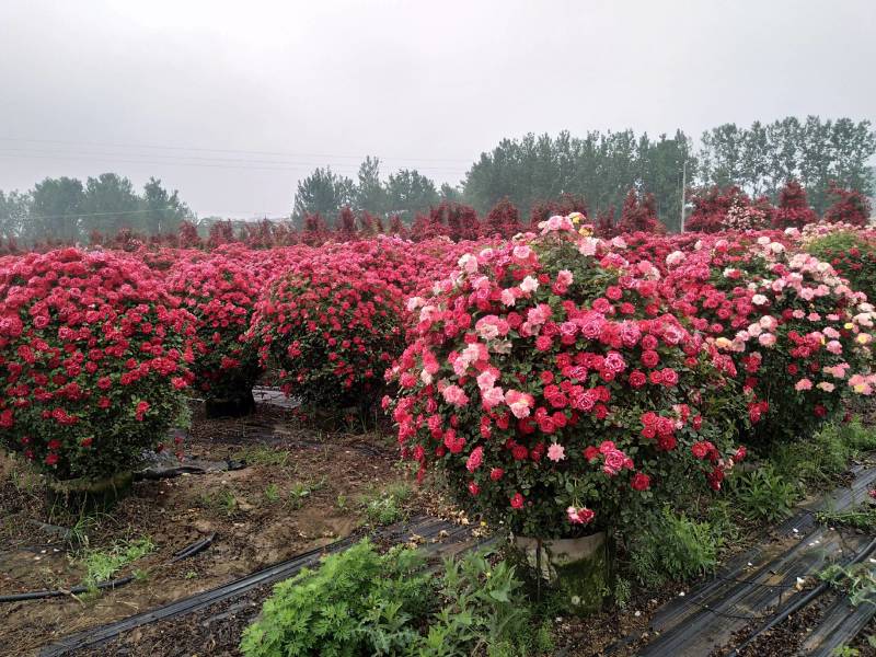 月季花球苗圃常年供应不同规格和花色月季花球量大价优