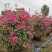 月季花球苗圃常年供应不同规格和花色月季花球量大价优