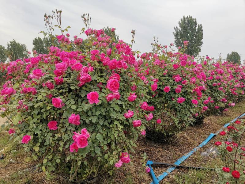 月季花球苗圃常年供应不同规格和花色月季花球量大价优