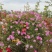 月季花球苗圃常年供应不同规格和花色月季花球量大价优