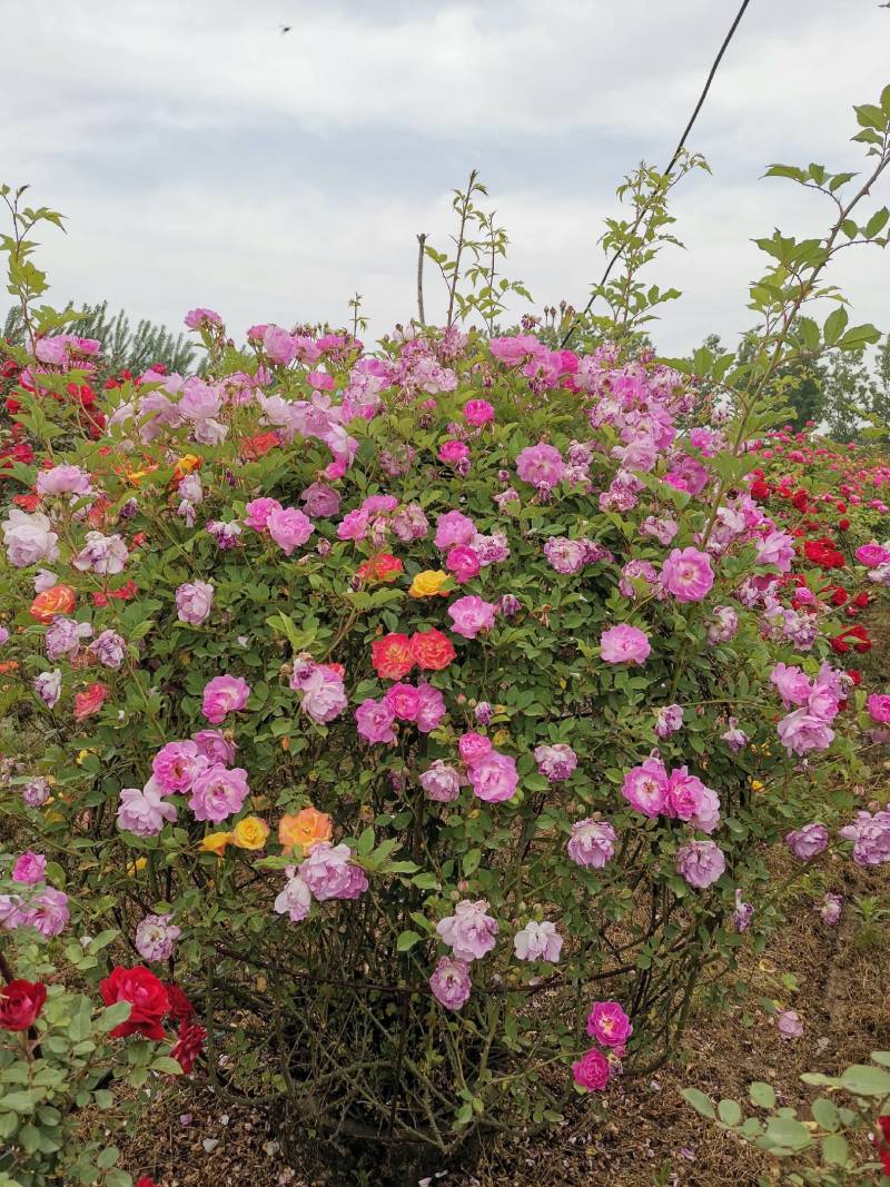 月季花球苗圃常年供应不同规格和花色月季花球量大价优