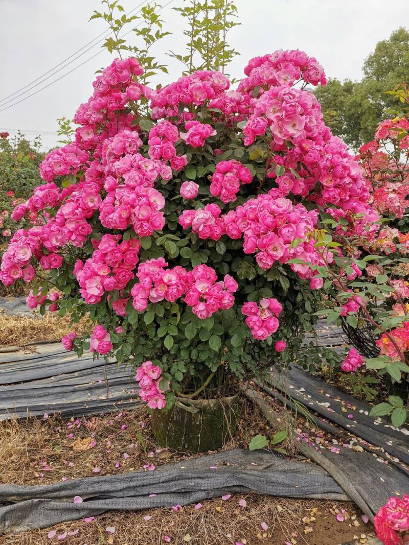 月季花球苗圃常年供应不同规格和花色月季花球量大价优