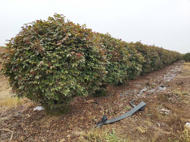 月季花球苗圃常年供应不同规格和花色月季花球量大价优