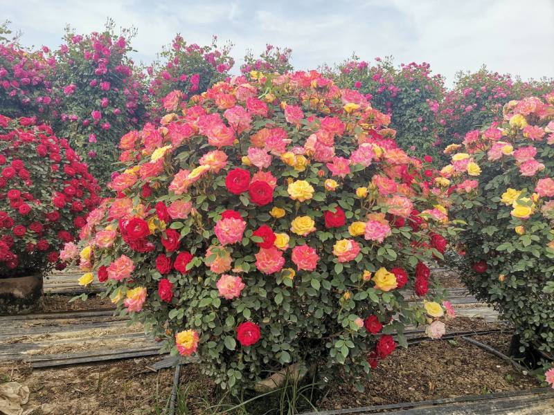 月季花球苗圃常年供应不同规格和花色月季花球量大价优