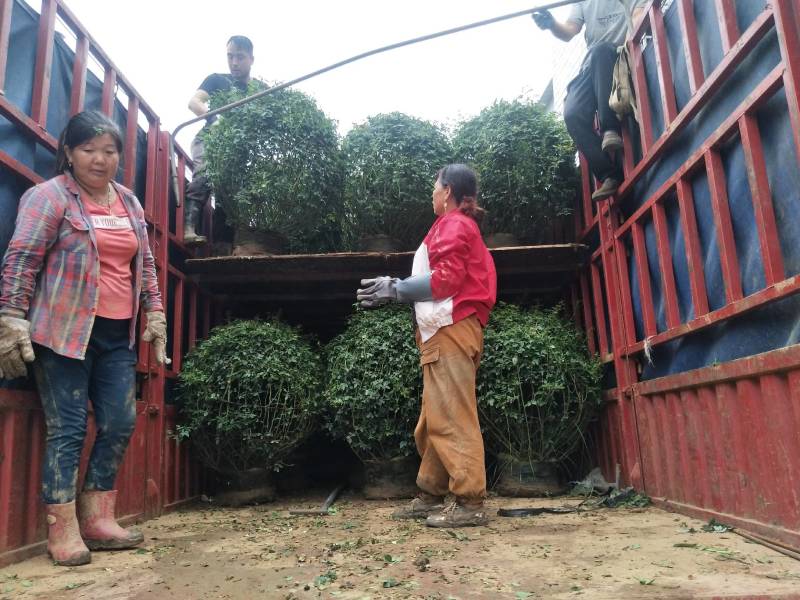 月季花球苗圃常年供应不同规格和花色月季花球量大价优
