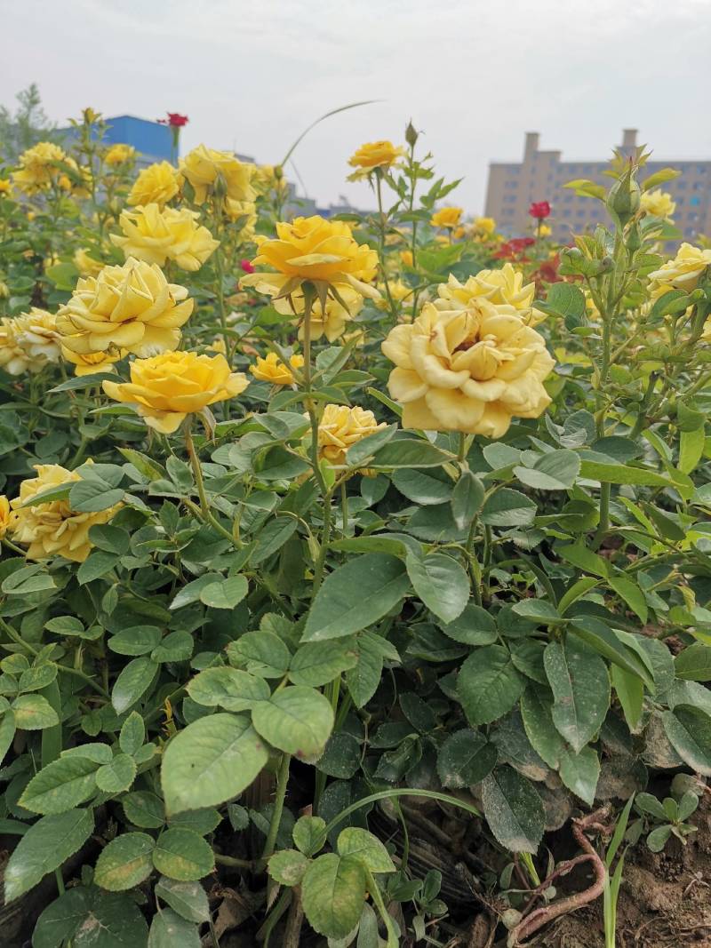 大花月季，大花月季杯苗，花朵硕大花形优美