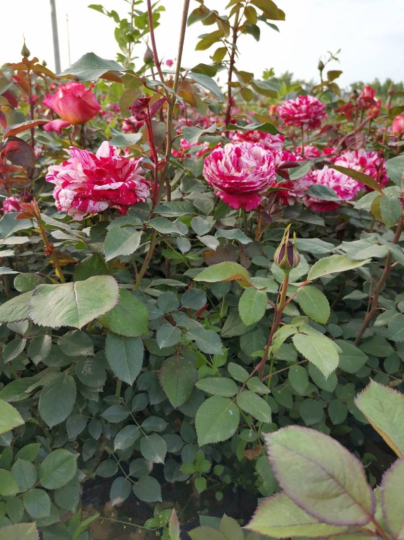 大花月季，大花月季杯苗，花朵硕大花形优美