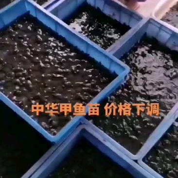 中华甲鱼苗王八苗水鱼苗团鱼苗纯种中华甲鱼苗