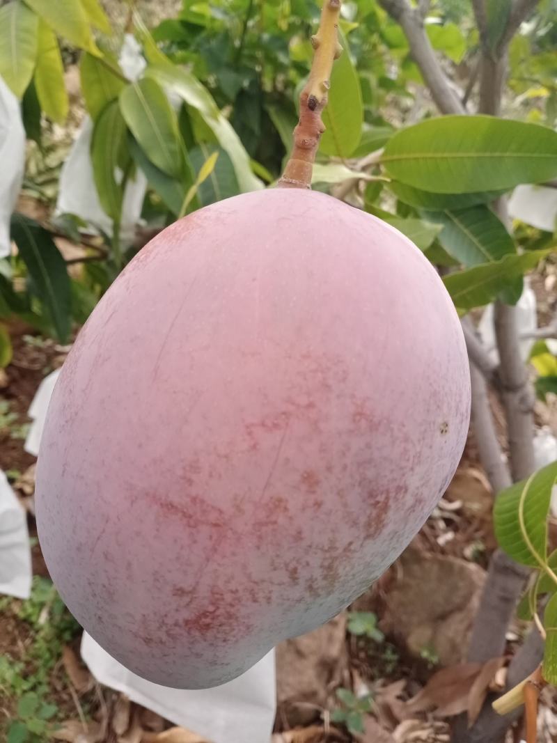 攀枝花凯特芒果代办代发代收电商供应专业代办