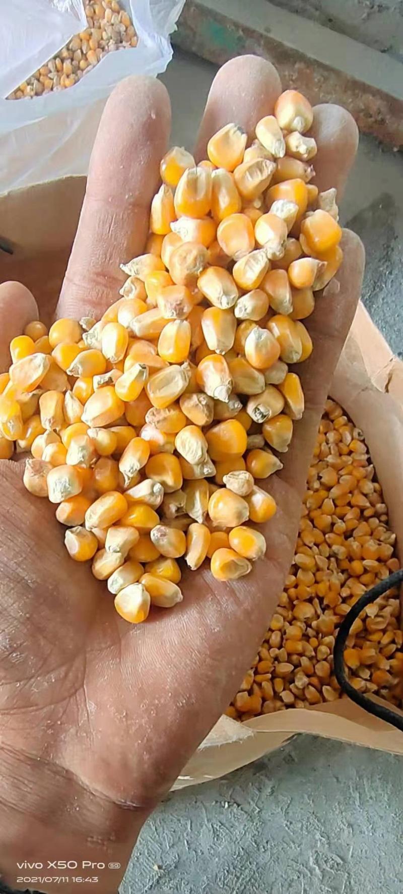 玉米粒干货需要联系