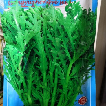 【爆款推荐】茼蒿种子掐了发耐寒高产优质日本中叶茼蒿