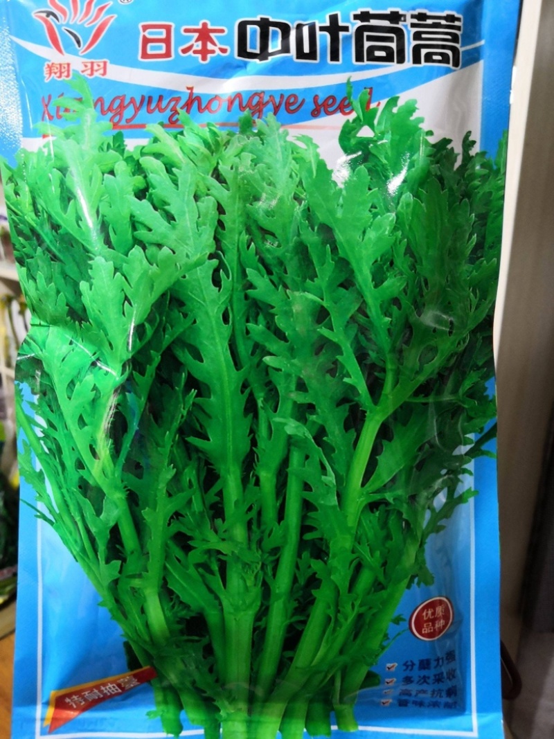 【爆款推荐】茼蒿种子掐了发耐寒高产优质日本中叶茼蒿