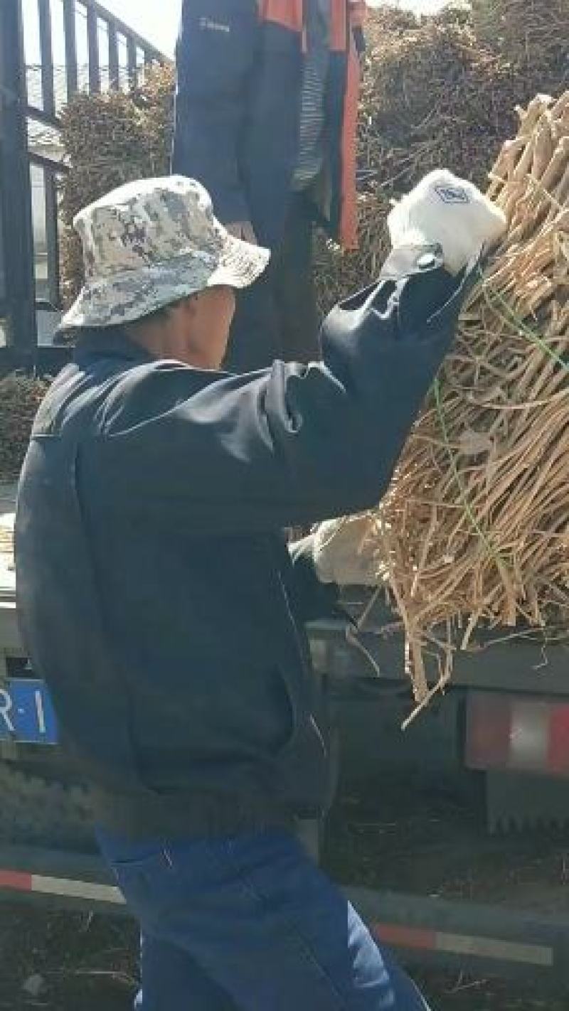 纯新黄芪种子多年生绵黄芪种子种植简单效益高