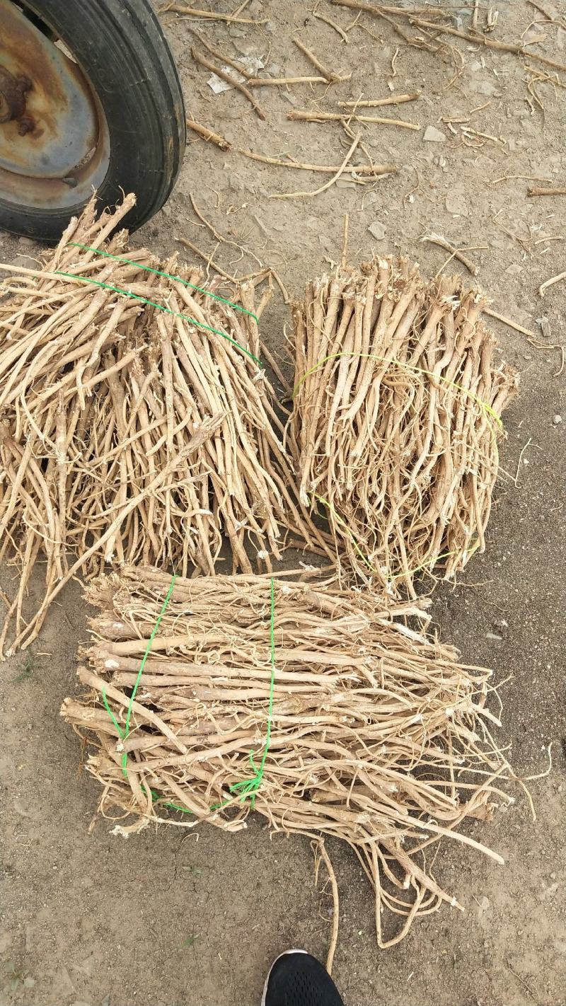 纯新黄芪种子多年生绵黄芪种子种植简单效益高