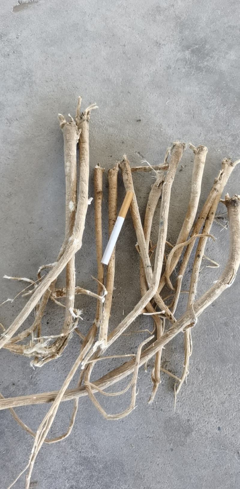 纯新黄芪种子多年生绵黄芪种子种植简单效益高